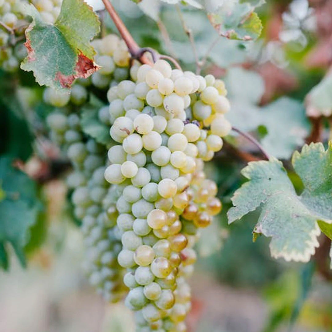 Sparkling Wine