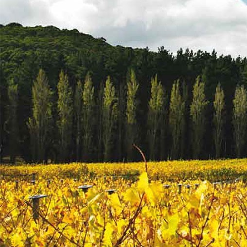 "One of the Greats" | 97+Pts (WA) Tapanappa Chardonnay Tiers Vineyard 2021